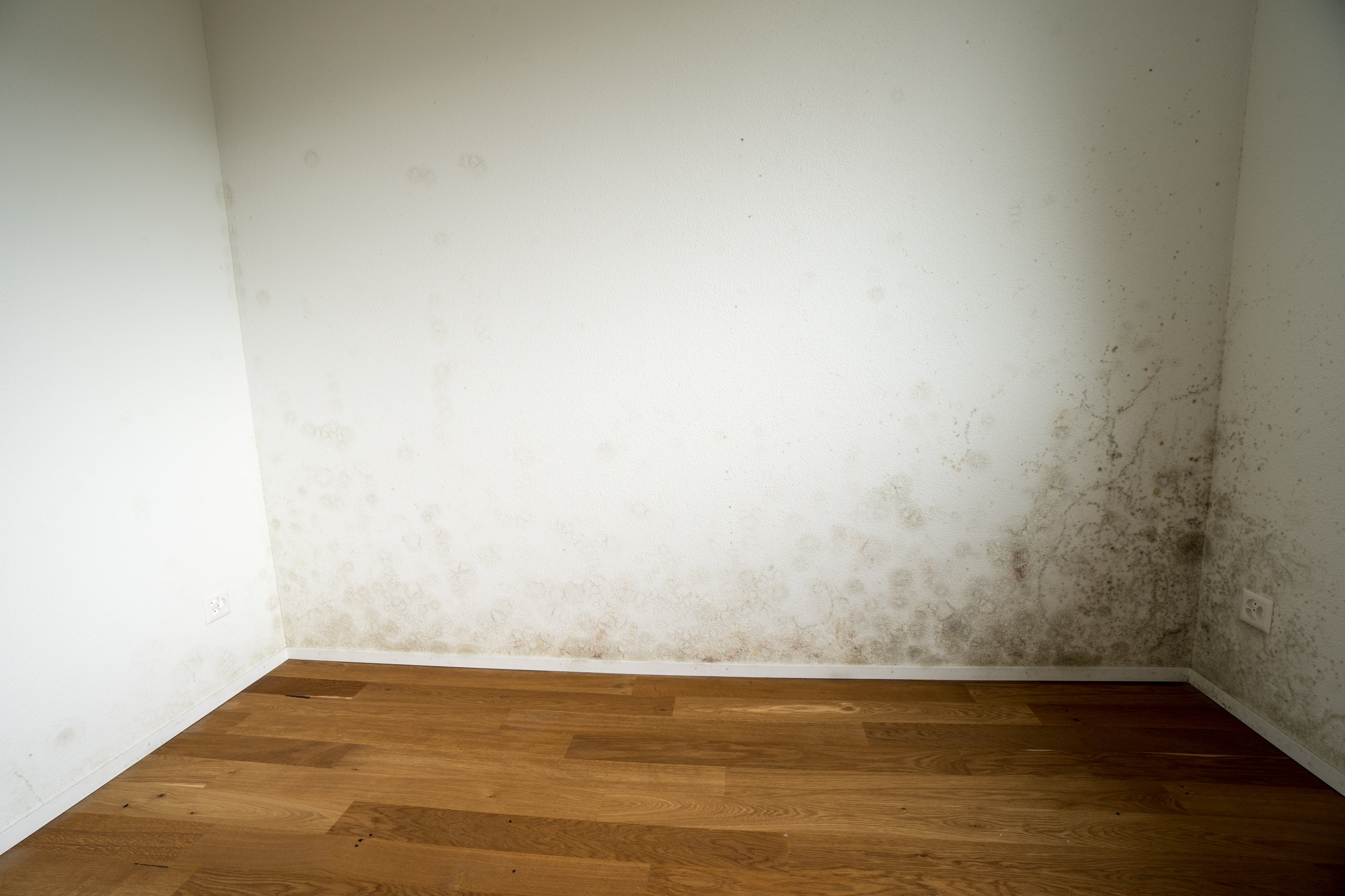 Painting over mold or mildew on a wall in Pittsburgh