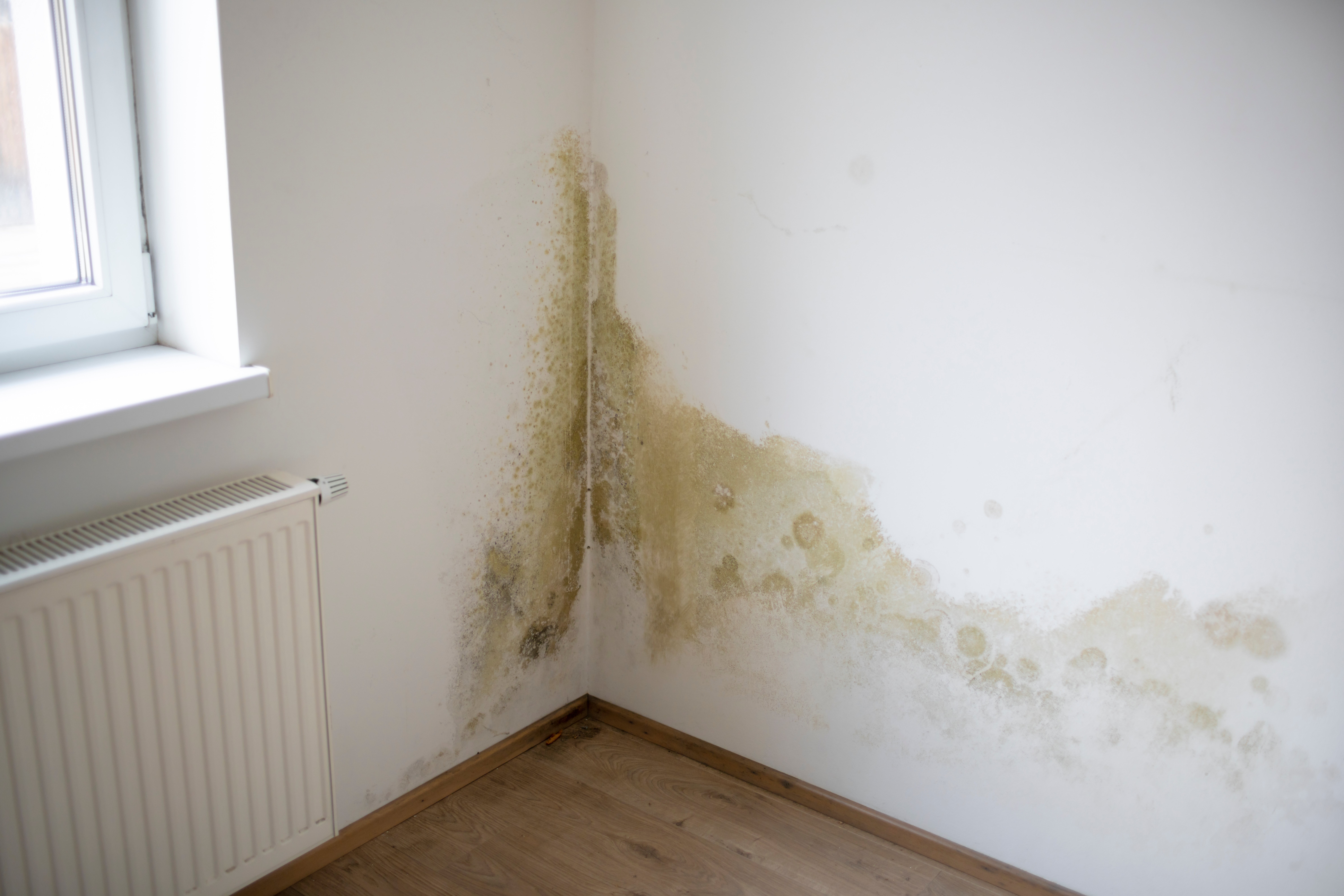 Mold and mildew stains on an interior wall are common in Pittsburgh